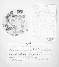 Puccinia subnitens image